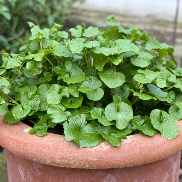 Wasabi 'Mephisto Green' 1L Plant. Hot Japanese mustard. Spicy.