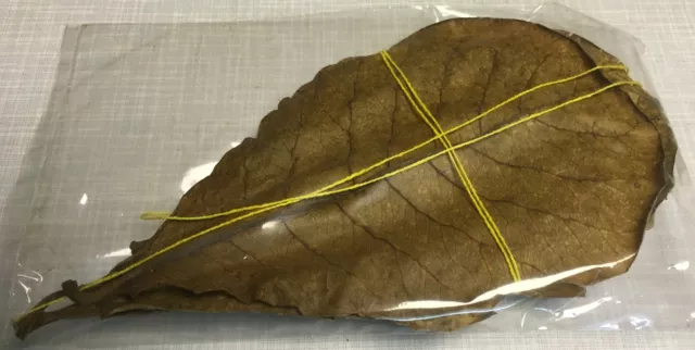 10 Seemandelbaumblätter ca.11-15cm - Catappa-Leaves - Wasseraufbereitung Futter