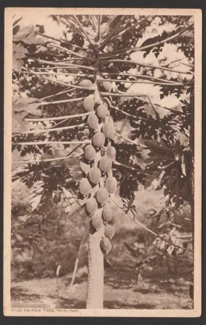 Postcard - Wild Pa-Paw Tree, Trinidad, B.W.I.