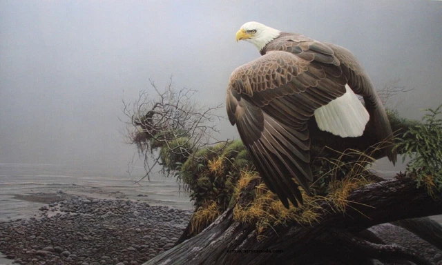 Robert Bateman Vantage Point Signed & Numbered Image Size :  19.25" x  32"