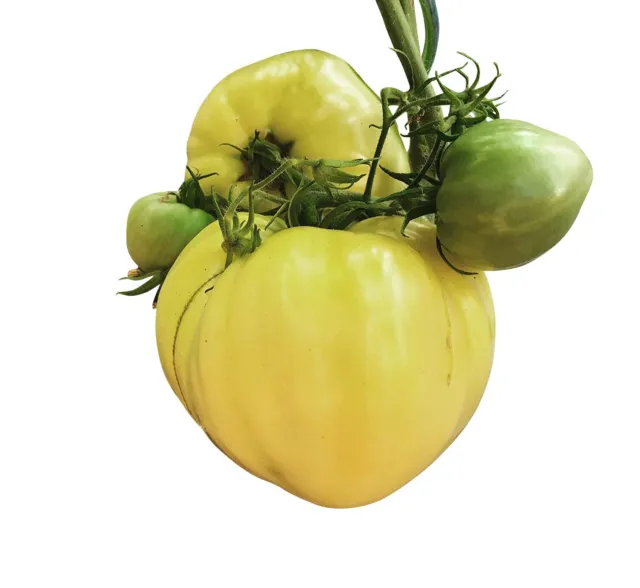 Tomate Ochsenherz Weiß  10 Samen   (Riesen Tomaten)