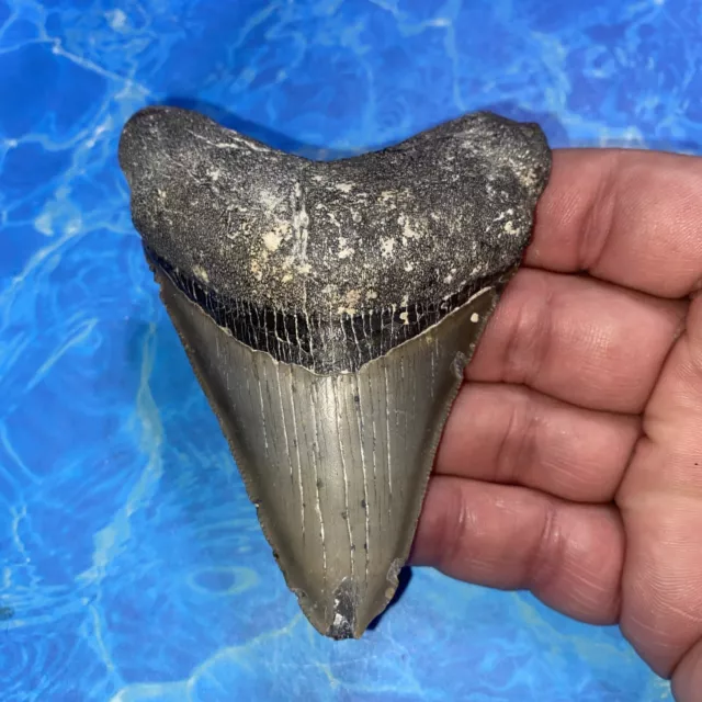 Megalodon Shark Tooth 4.16” Huge Teeth Meg Scuba Diver Direct Fossil Nc 2890