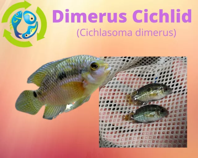 DIMERUS CICHLID (Cichlasoma dimerus) 2"