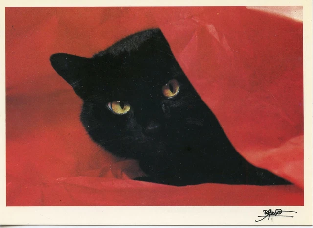 Cpsm / Carte Postale / Chat / Cat / Illustrateur Bruno Maso // A L'ecoute