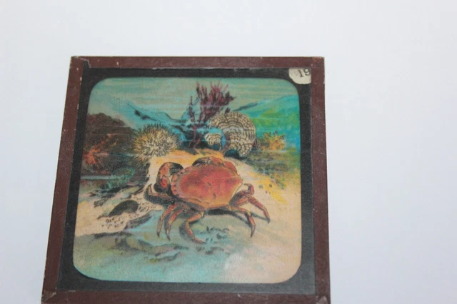ANTIQUE COLOURED MAGIC LANTERN SLIDE SEA BED MARINE CRAB No 19 2