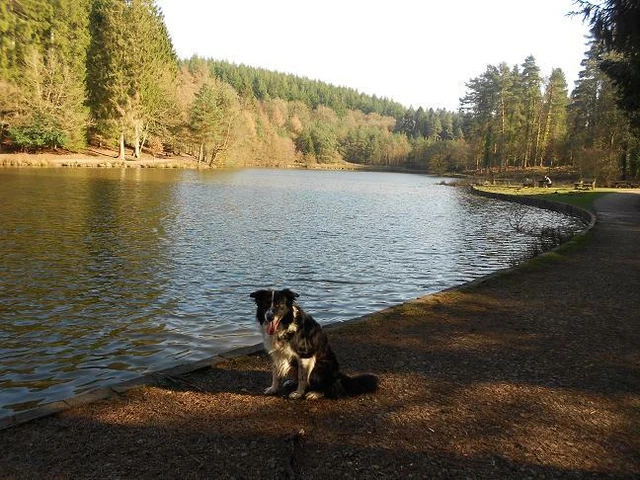 weekend breaks 2 nights dogfriendly cottage Forest of Dean