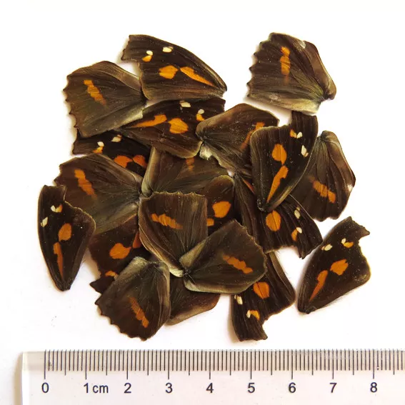 GIFT 20 pcs REAL BUTTERFLY wing material  DIY artwork jewelry  #56