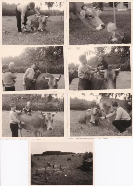 Foto 7 Fotos 50er Jahre Kind mit Familie auf Weide Kühe im Allgäu Kuh