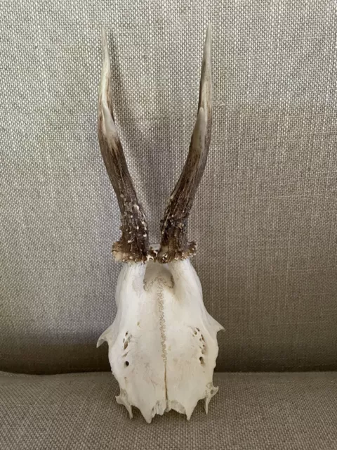 Vintage Taxidermy Roe Deer Skull Skeleton with Antlers