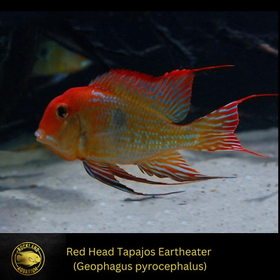 Red Head Tapajos Eartheater - Geophagus sp. - Live Fish (1.5"- 1.75")