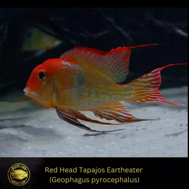 Red Head Tapajos Eartheater - Geophagus sp. - Live Fish (1.5"- 1.75")