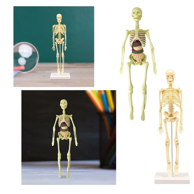 HUMAN ANATOMICAL BODY Anatomy Skeleton Teaching Model for Learning