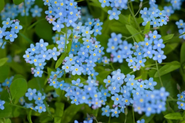 500 Graines de Myosotis Royal Bleu - plantes fleurs méthode BIO