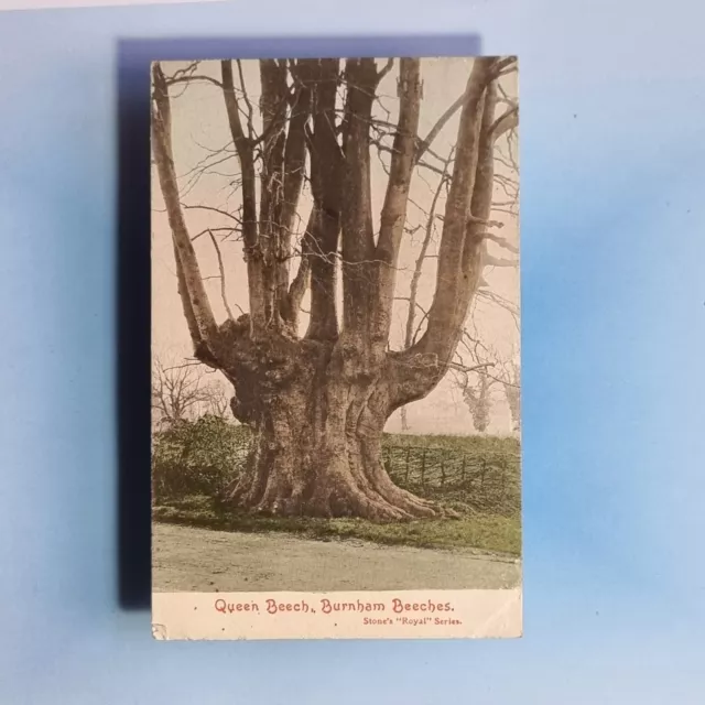 Burnham Postkarte 1910 Die Königin Buche Baum bei den Bienen Buckinghamshire