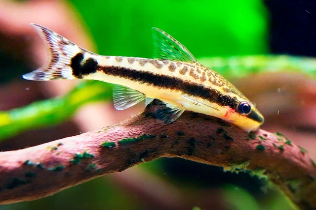 Algae eaters for deals tropical tank