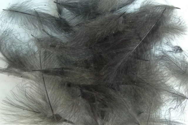 1g Plumes de Cul de Canard (CDC) Olive brun / Olive brown plumas moscas montaje
