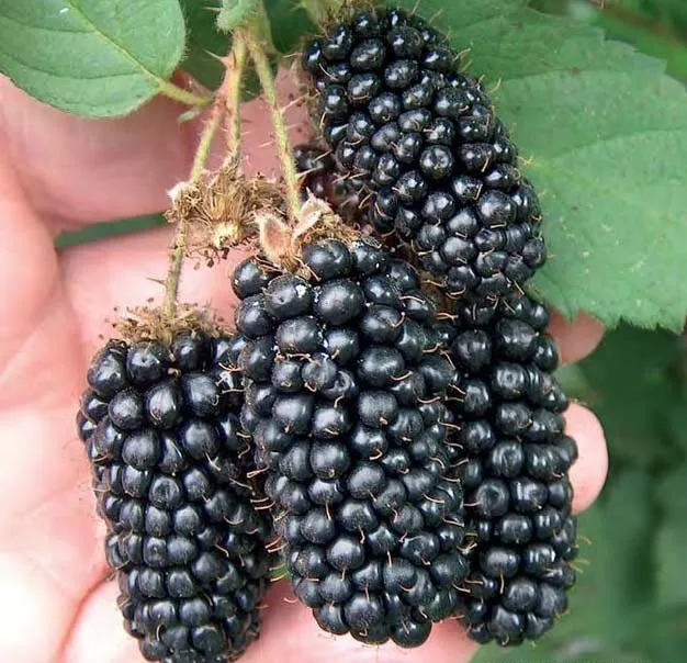 Columbia Giant Blackberry Seeds - Blackberries Seeds [Limited Stock]