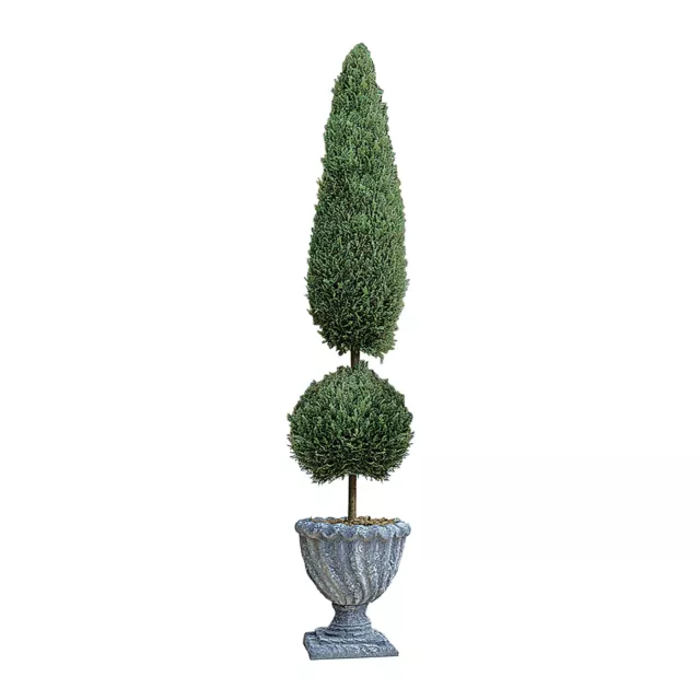 Design Toscano Classic Topiary Tree Collection: Large 3