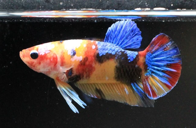 Rare Live Betta Fish Plakat Pet Plakad Fancy Multi Color Galaxy Male Red Men Boy