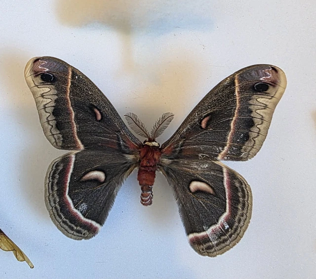 HYALOPHORA CECROPIA ROBIN Moth Specimen Moth Insect £23.58 - PicClick UK