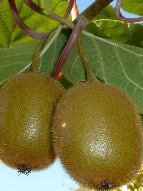 Pianta arachidi - alberi da frutto - Pianta arachidi frutti
