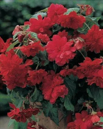 Begonia 'Cascade Red' WPC Prins Quality Summer Flowering Bulbs Pack x3