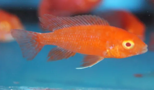 Live Albino Strawberry Peacock Cichlid Aulonocara Sp. for fish tank aquarium