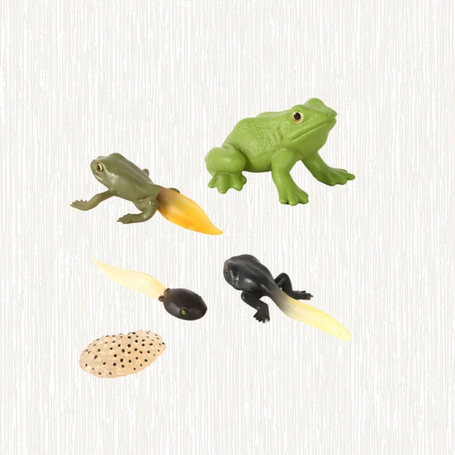 STUDENT GROWTH STAGE Model Frog Life Stages Figures Tadpole £7.39 ...
