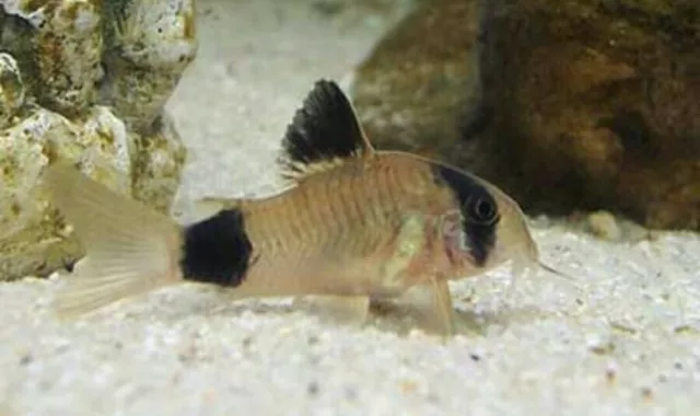 5  Panda Corydoras Live Fish 2Day Fedex Shipping