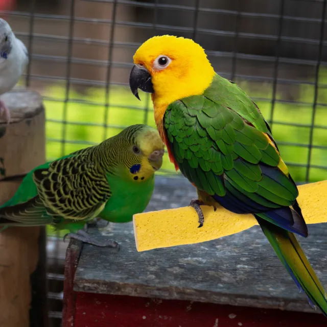 Haustiere Spielzeug Sittich Sitzstange Vogelspielzeug Papagei Sitzstangen