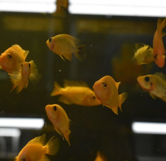 Live Red Devil Cichlid (3" Juvenile Freshwater Aquarium Fish) *PLS READ DESCR* 3