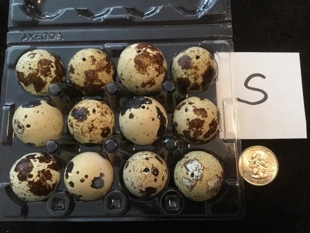 Lote de 12 huevos de codorniz de un agujero artesanías de Pascua de color natural real soplados