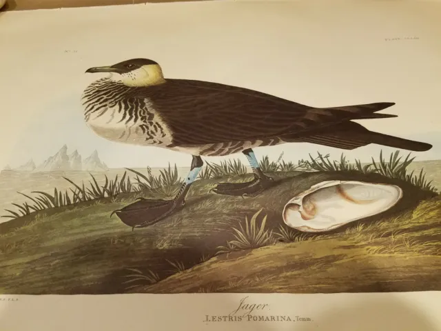 Audubon (Amsterdam Limited Edition) Print Of "Jager Lestris" Pomarina Seabird