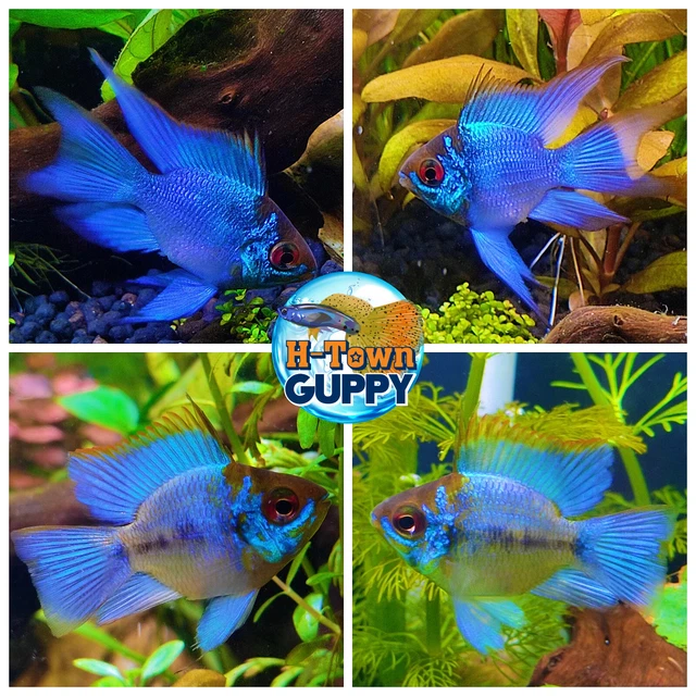 1 PAIR - Cichlid Rams Short Body - Electric Blue Balloon Ram - RARE FISH