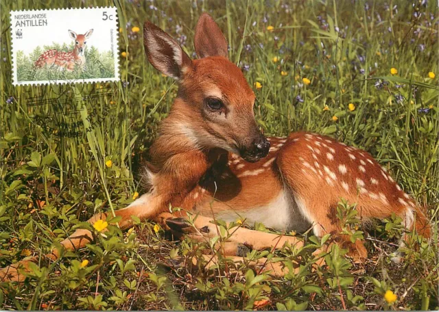 E0008 WWF Maximum Card 1992 Fauna Animals Antilles White-tailed Deer