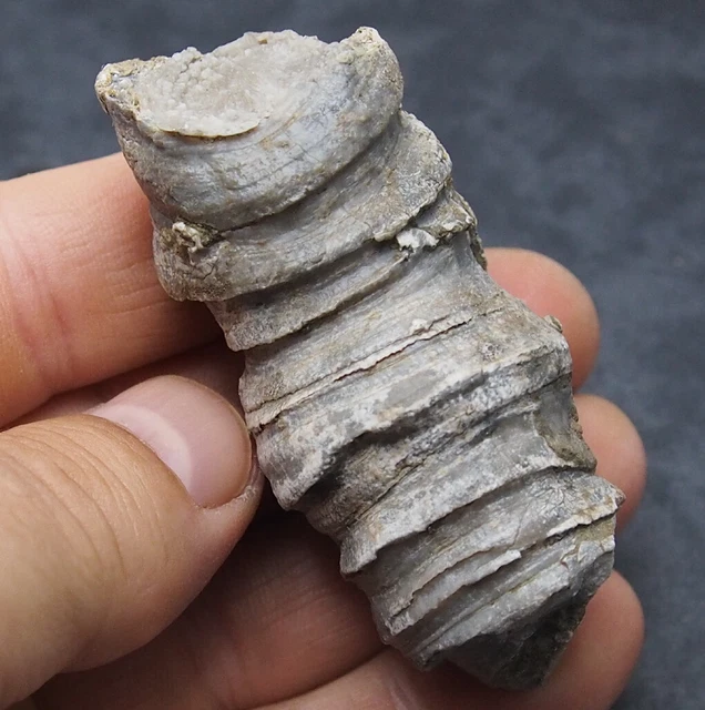 GERMANY FOSIL CORAL Fossilien Devonian Natural Minerals 18.00 PicClick