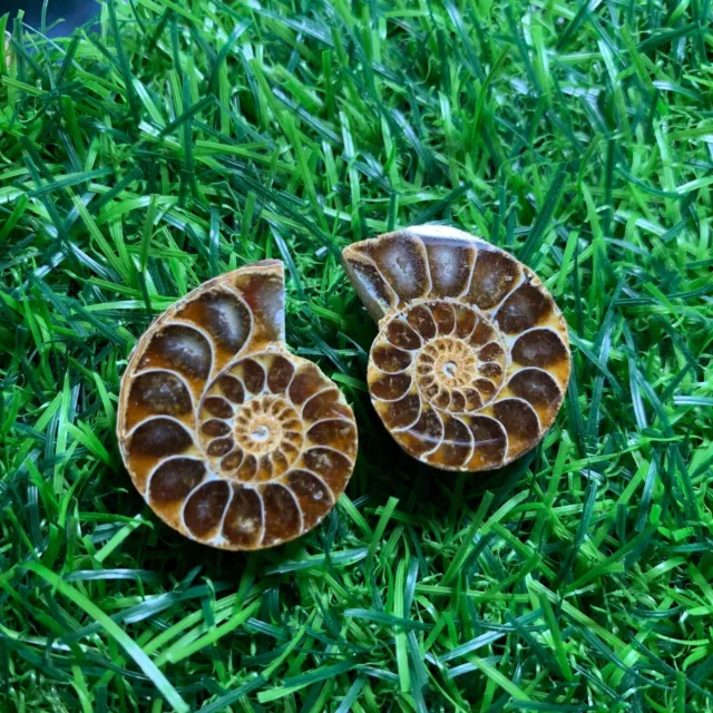 11g A Pair Natural Conch Ammonite Fossil Quartz Crystal Specimen Reiki Healing