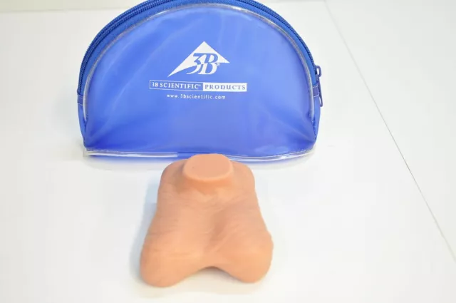 3B Scientific Hoden-Tastmodell in natürlicher Größe