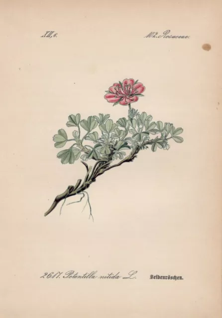 Dolomiten-Fingerkraut (Potentilla nitida) Chromo-Lithographie von 1885