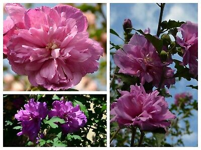 15 seeds HS-23 Hardy Rose of Sharon Hibiscus Syriacus HARDY fleur double! 