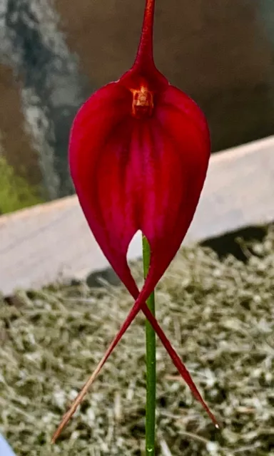 Masdevallia Hybride Red Dancer blühfähige Pflanze Orchidee Orchideen