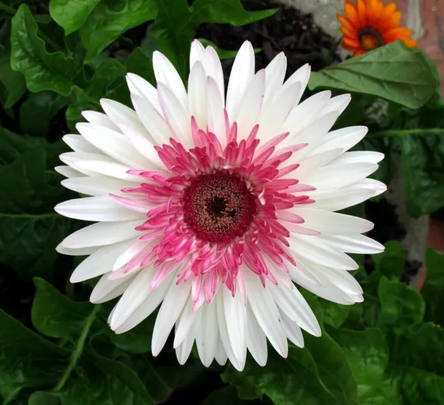 Semillas de flores de Gerbera blanca rosada perenne F1 Heirloom Hermosas...