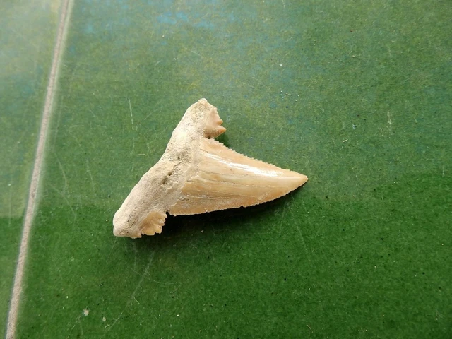 Fosiles " Excepcional Diente De Carcharodon De Marruecos  -  12C22 ".