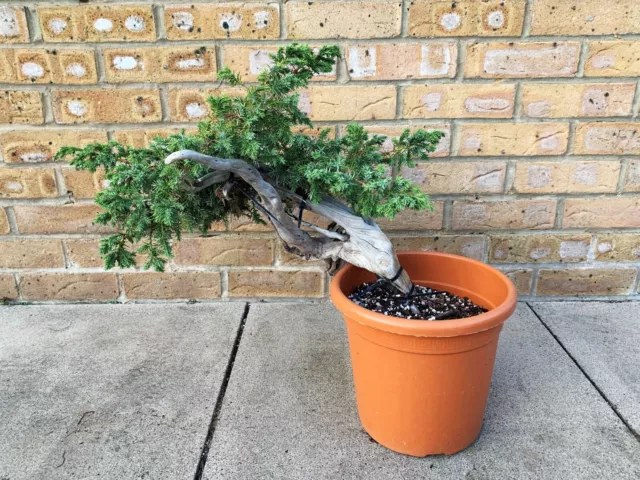 Chinese Juniper Tanuki Bonsai