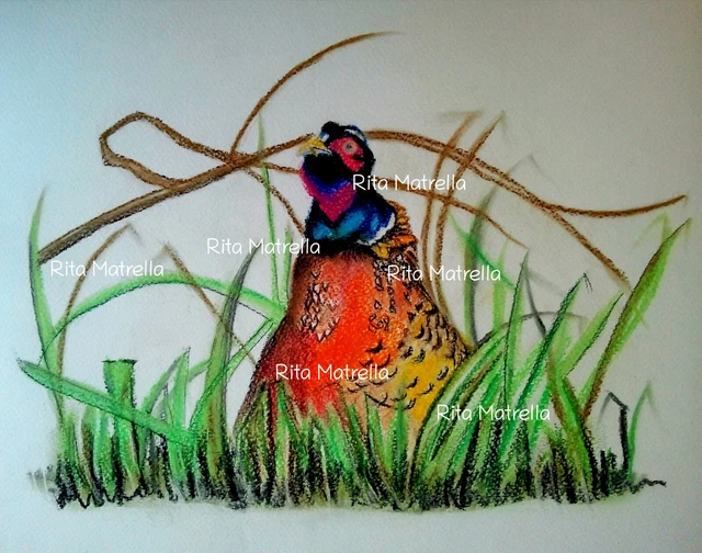 Fagiano - Illustrazione - Rita Matrella - Tecnica mista