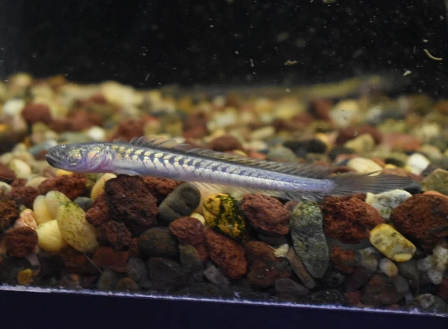 Live Dragon Goby (4" Tropical Freshwater Aquarium Fish) *PLS READ DESCR* 6