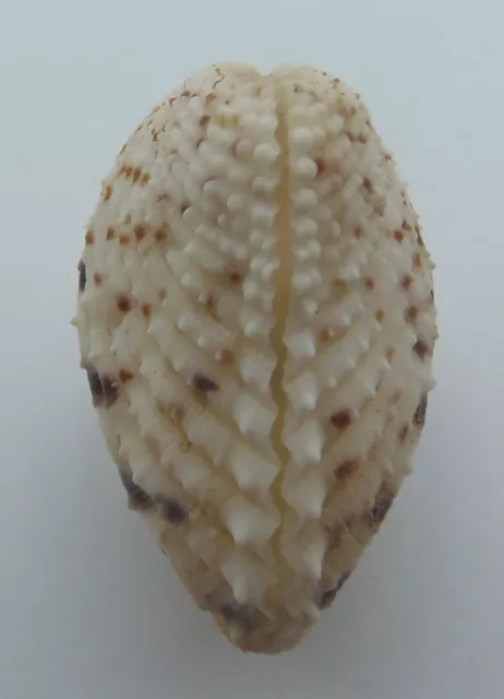 Seashell Cardita Clams Cardita variegata