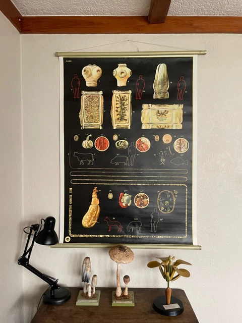 VINTAGE GUT PARASITES roll down educational school chart wall chart ...