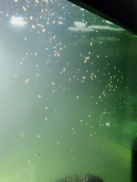 550 + Live Daphnia Magna (Clean Indoor Culture) FREE PRIORITY SHIPPING 2