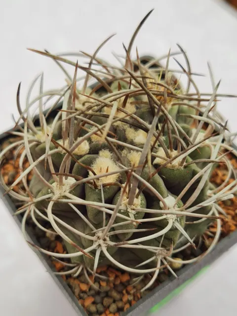 Neoporteria taltalensis  - cactus live plant own roots indoor exotic